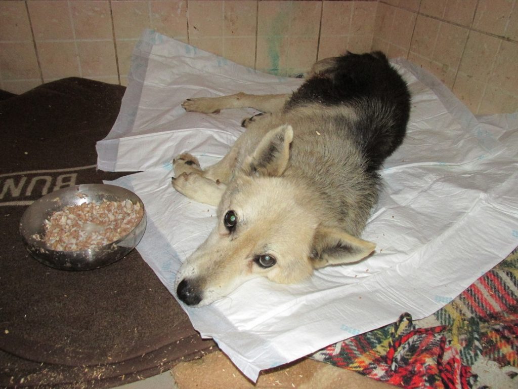 dingo-15-11-16-1